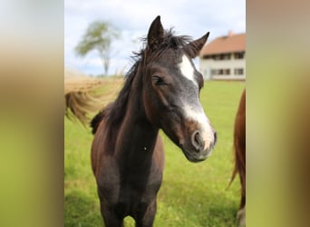 Connemara, Stallone, 1 Anno, 145 cm, Grigio