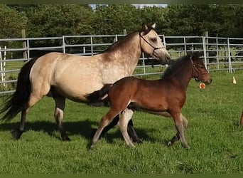 Connemara, Stallone, 1 Anno, 148 cm, Baio scuro