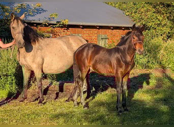 Connemara, Stallone, 1 Anno, 148 cm, Baio scuro