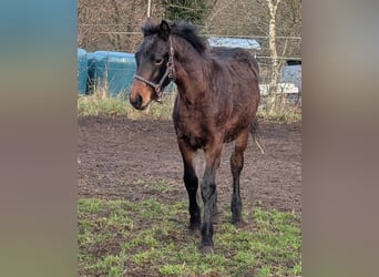 Connemara, Stallone, 1 Anno, 148 cm, Baio scuro