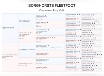 Connemara, Stallone, 1 Anno, 148 cm, Falbo