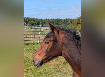 Connemara, Stallone, 1 Anno, 153 cm, Baio scuro