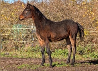 Connemara, Stallone, 1 Anno, 153 cm, Baio scuro