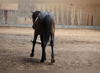 Connemara, Stallone, 2 Anni, 148 cm, Può diventare grigio