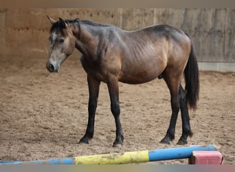 Connemara, Stallone, 2 Anni, 148 cm, Può diventare grigio