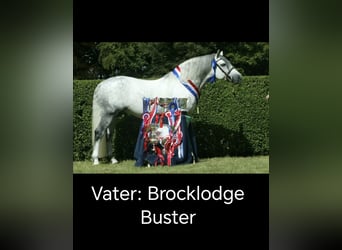 Connemara, Stallone, 3 Anni, 146 cm, Grigio