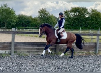 Connemara, Stallone, 6 Anni, 145 cm, Baio