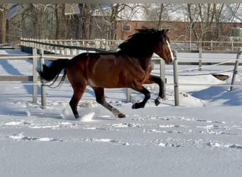 Connemara, Stallone, 6 Anni, 145 cm, Baio