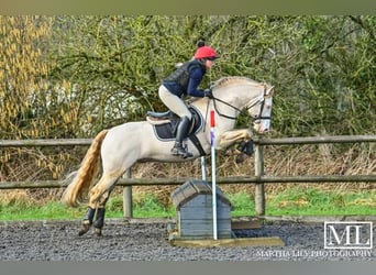 Connemara, Stallone, 8 Anni, 148 cm, Perlino