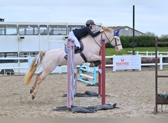 Connemara, Stallone, 8 Anni, 148 cm, Perlino