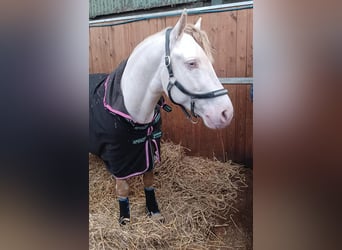 Connemara, Stallone, 8 Anni, 148 cm, Perlino