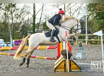 Connemara, Stallone, 8 Anni, 148 cm, Perlino