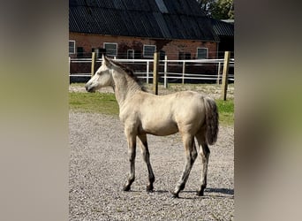 Connemara, Stallone, Puledri (05/2025), 148 cm, Falbo
