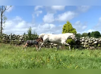Connemara, Sto, 10 år, 148 cm, Grå