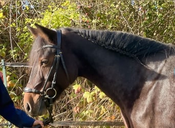 Connemara, Sto, 11 år, 147 cm, Mörkbrun
