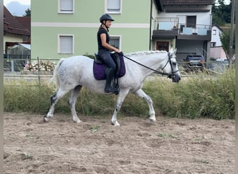 Connemara, Sto, 15 år, 147 cm, Grå