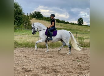 Connemara, Sto, 15 år, 147 cm, Grå