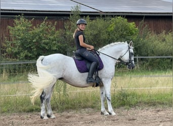 Connemara, Sto, 15 år, 147 cm, Grå