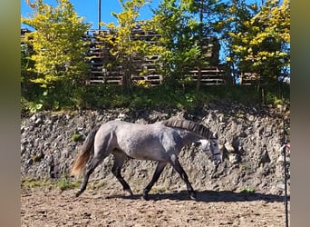 Connemara, Sto, 3 år, 148 cm