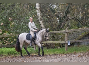 Connemara, Sto, 5 år, 145 cm, Black