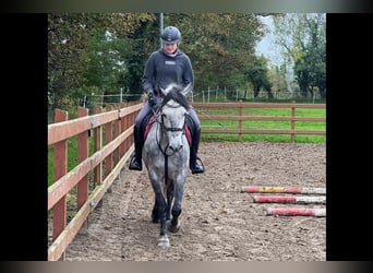 Connemara, Sto, 5 år, 153 cm, Grå