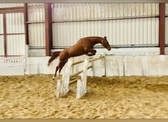 Connemara Blandning, Sto, 6 år, 155 cm, fux
