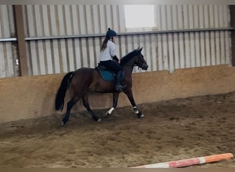 Connemara, Stute, 10 Jahre, 143 cm, Rotbrauner