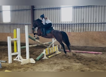 Connemara, Stute, 10 Jahre, 143 cm, Rotbrauner