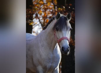 Connemara Mix, Stute, 10 Jahre, 146 cm, Rappschimmel