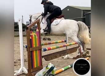 Connemara, Stute, 10 Jahre, 146 cm, White