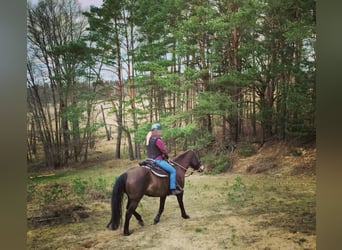 Connemara Mix, Stute, 10 Jahre, 156 cm, Buckskin