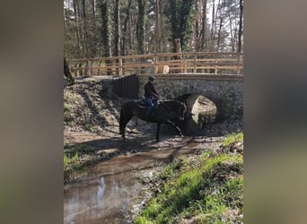 Connemara Mix, Stute, 10 Jahre, 156 cm, Buckskin