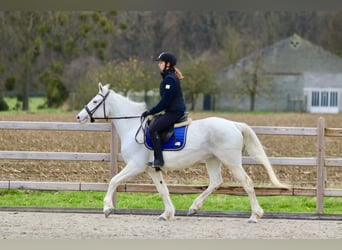 Connemara, Stute, 10 Jahre, 156 cm, Cremello