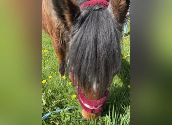 Connemara Mix, Stute, 11 Jahre, 125 cm, Brauner