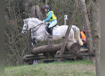 Connemara, Stute, 11 Jahre, 144 cm, Schimmel