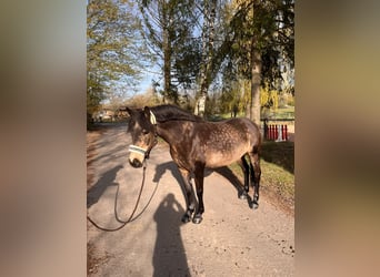 Connemara, Stute, 11 Jahre, 145 cm, Falbe