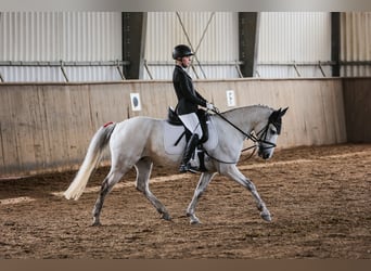 Connemara Mix, Stute, 11 Jahre, 145 cm, Schimmel