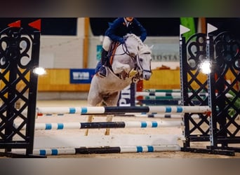 Connemara, Stute, 11 Jahre, 145 cm, Schimmel