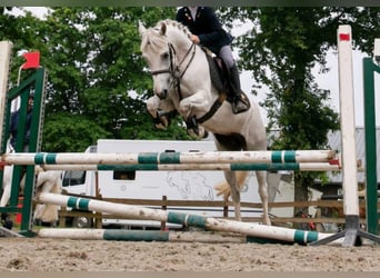 Connemara, Stute, 11 Jahre, 145 cm, Schimmel