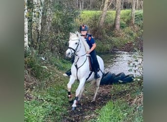 Connemara, Stute, 11 Jahre, 145 cm, Schimmel