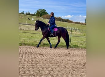 Connemara, Stute, 11 Jahre, 147 cm, Dunkelbrauner