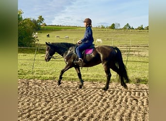 Connemara, Stute, 11 Jahre, 147 cm, Dunkelbrauner