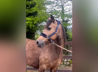 Connemara, Stute, 11 Jahre, 147 cm, Falbe