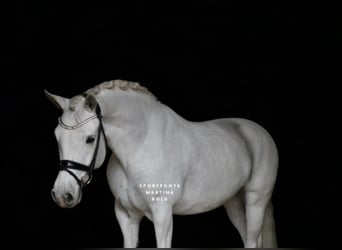 Connemara, Stute, 11 Jahre, 148 cm, Schimmel