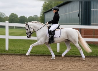 Connemara, Stute, 11 Jahre, 148 cm, Schimmel
