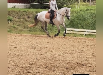 Connemara, Stute, 11 Jahre, 149 cm, Schimmel