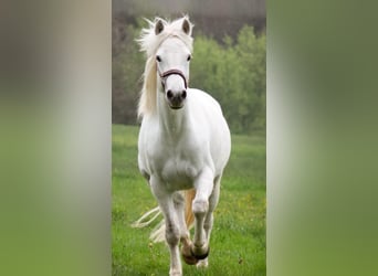 Connemara, Stute, 11 Jahre, 151 cm, Schimmel