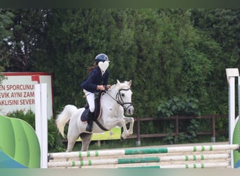 Connemara Mix, Stute, 12 Jahre, 137 cm, Fliegenschimmel