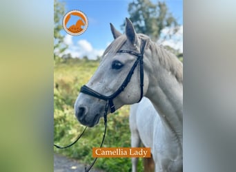 Connemara, Stute, 12 Jahre, 142 cm, Schimmel