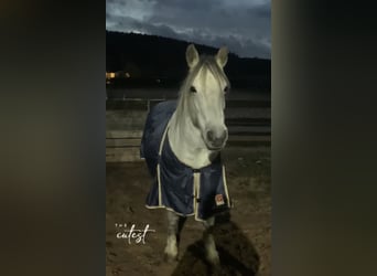 Connemara, Stute, 12 Jahre, 143 cm, Apfelschimmel